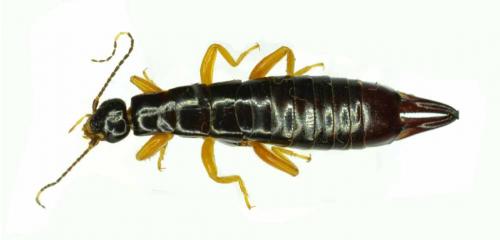 Earwigs